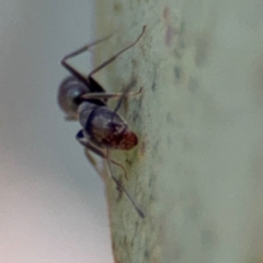 Iridomyrmex sp. (genus) at Downer, ACT - 11 Aug 2024 01:22 PM