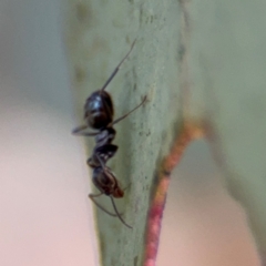 Iridomyrmex sp. (genus) at Downer, ACT - 11 Aug 2024 01:22 PM