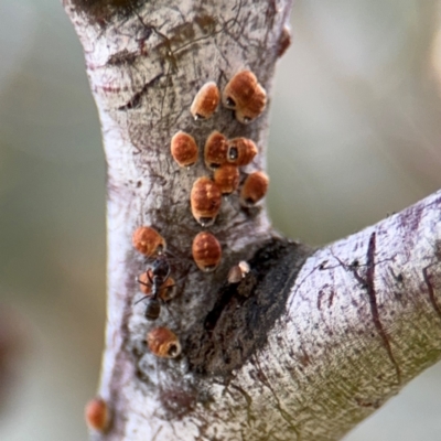 Eriococcidae sp. (family) (Unidentified felted scale) at Downer, ACT - 11 Aug 2024 by Hejor1