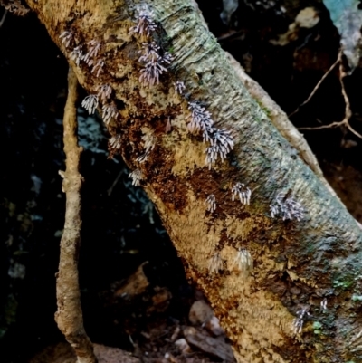 Stemonitopsis typhina at Kianga, NSW - 11 Aug 2024 by Teresa