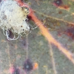 Glycaspis sp. (genus) at Lyneham, ACT - 11 Aug 2024