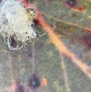 Glycaspis sp. (genus) at Lyneham, ACT - 11 Aug 2024