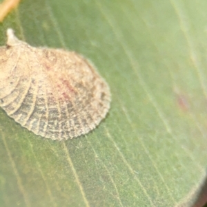 Creiis costatus at Downer, ACT - 11 Aug 2024 01:10 PM