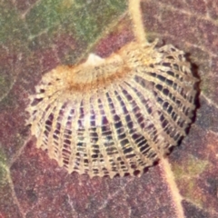 Cardiaspina sp. (genus) (Lace or Basket lerp) at Downer, ACT - 11 Aug 2024 by Hejor1
