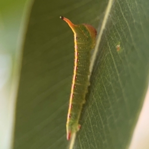 Plesanemma fucata at Downer, ACT - 11 Aug 2024 01:04 PM