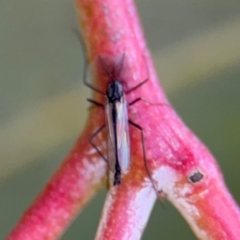 Chironomidae (family) (Non-biting Midge) at Downer, ACT - 11 Aug 2024 by Hejor1