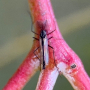 Chironomidae (family) at Downer, ACT - 11 Aug 2024