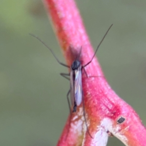 Chironomidae (family) at Downer, ACT - 11 Aug 2024 01:03 PM