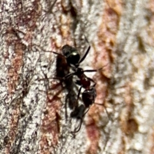 Iridomyrmex sp. (genus) at Lyneham, ACT - 11 Aug 2024 12:55 PM