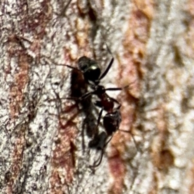 Iridomyrmex sp. (genus) (Ant) at Lyneham, ACT - 11 Aug 2024 by Hejor1