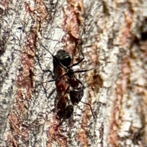 Iridomyrmex sp. (genus) at Lyneham, ACT - 11 Aug 2024