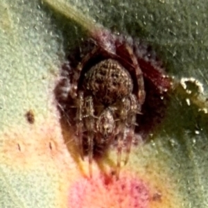 Araneinae (subfamily) at Downer, ACT - 11 Aug 2024 12:49 PM