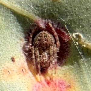 Araneinae (subfamily) at Downer, ACT - 11 Aug 2024 12:49 PM