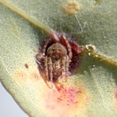 Araneinae (subfamily) at Downer, ACT - 11 Aug 2024 12:49 PM