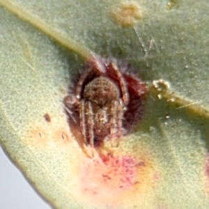 Araneinae (subfamily) at Downer, ACT - 11 Aug 2024 12:49 PM