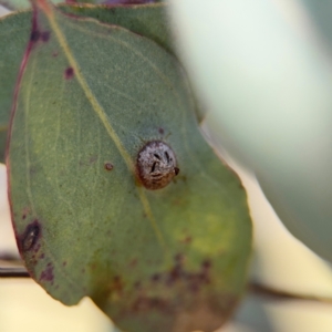 Unidentified at suppressed - 11 Aug 2024