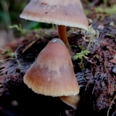 zz agaric (stem; gills white/cream) at Kianga, NSW - 11 Aug 2024 by Teresa