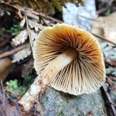 zz agaric (stem; gills white/cream) at Kianga, NSW - 11 Aug 2024