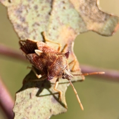 Oechalia schellenbergii (Spined Predatory Shield Bug) at Downer, ACT - 11 Aug 2024 by Hejor1