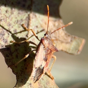 Oechalia schellenbergii at Downer, ACT - 11 Aug 2024