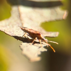 Oechalia schellenbergii at Downer, ACT - 11 Aug 2024