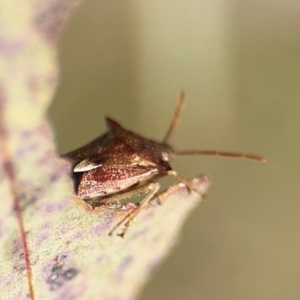 Oechalia schellenbergii at Downer, ACT - 11 Aug 2024