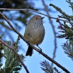 Acanthiza pusilla (Brown Thornbill) at Pialligo, ACT - 10 Aug 2024 by Trevor