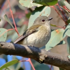 Pachycephala pectoralis (Golden Whistler) at Pialligo, ACT - 10 Aug 2024 by Trevor