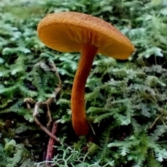 Unidentified Cap on a stem; gills below cap [mushrooms or mushroom-like] at Kianga, NSW - 11 Aug 2024 by Teresa