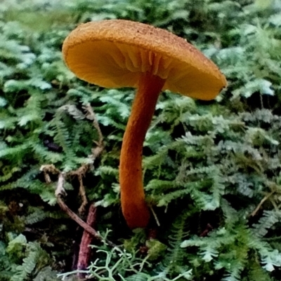 Unidentified Cap on a stem; gills below cap [mushrooms or mushroom-like] at Kianga, NSW - 11 Aug 2024 by Teresa