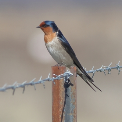 Hirundo neoxena (Welcome Swallow) at Pialligo, ACT - 11 Aug 2024 by MichaelWenke