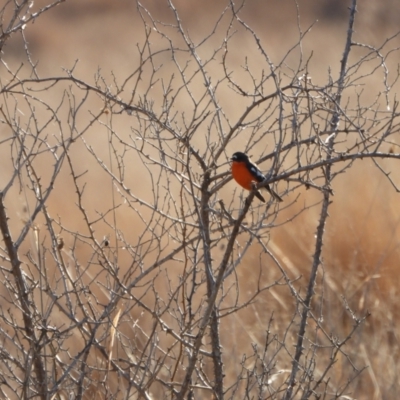 Petroica phoenicea (Flame Robin) at Kambah, ACT - 11 Aug 2024 by LinePerrins