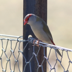 Neochmia temporalis at Pialligo, ACT - 11 Aug 2024