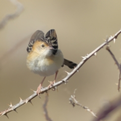 Cisticola exilis (Golden-headed Cisticola) at Pialligo, ACT - 11 Aug 2024 by Trevor