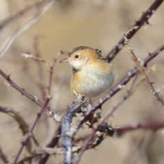 Cisticola exilis at Pialligo, ACT - 11 Aug 2024