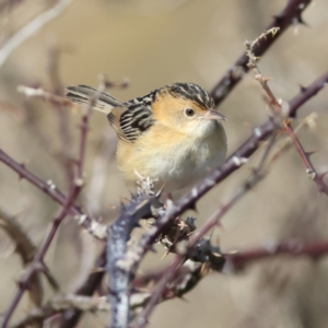 Cisticola exilis at Pialligo, ACT - 11 Aug 2024