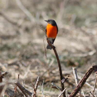 Petroica phoenicea (Flame Robin) at Pialligo, ACT - 11 Aug 2024 by Trevor