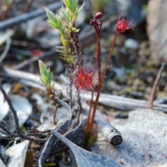 Drosera auriculata (Tall Sundew) at Aranda, ACT - 11 Aug 2024 by RobertD