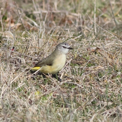 Acanthiza chrysorrhoa (Yellow-rumped Thornbill) at Pialligo, ACT - 11 Aug 2024 by Trevor