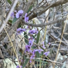 Hovea heterophylla (Common Hovea) at Kambah, ACT - 11 Aug 2024 by LineMarie