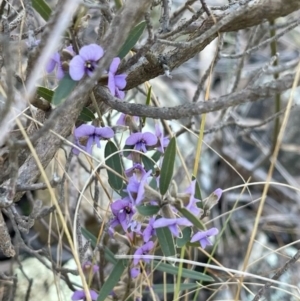 Hovea heterophylla at Kambah, ACT - 11 Aug 2024