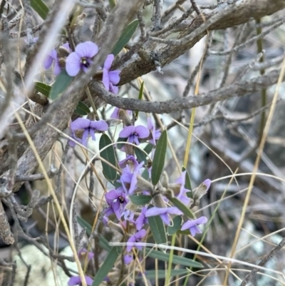 Hovea heterophylla (Common Hovea) at Kambah, ACT - 11 Aug 2024 by LineMarie