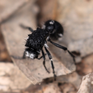 Bothriomutilla rugicollis at Kambah, ACT - 9 Aug 2024 12:25 PM