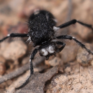 Bothriomutilla rugicollis at Kambah, ACT - 9 Aug 2024 12:25 PM