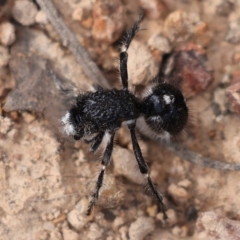 Bothriomutilla rugicollis at Kambah, ACT - 9 Aug 2024 12:25 PM