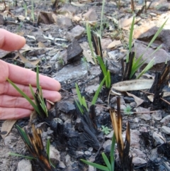 Dianella revoluta var. revoluta (Black-Anther Flax Lily) at Bruce, ACT - 11 Aug 2024 by RobertD