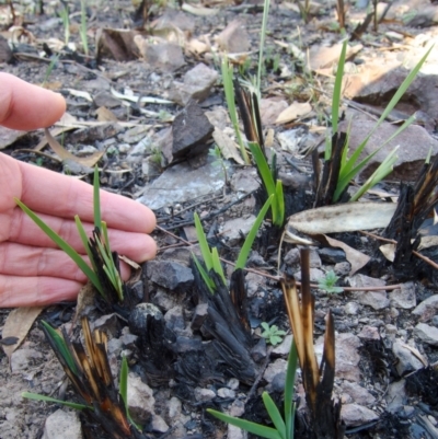 Dianella revoluta var. revoluta (Black-Anther Flax Lily) at Bruce, ACT - 11 Aug 2024 by RobertD