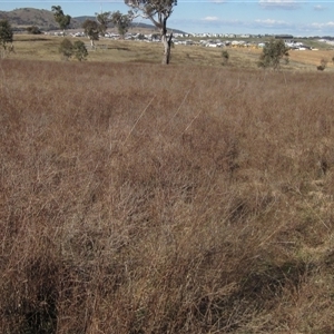 Hypericum perforatum at Whitlam, ACT - 11 Aug 2024