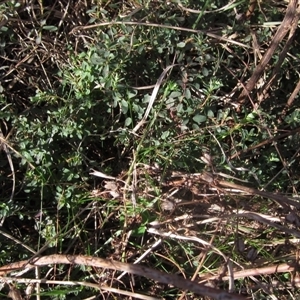 Hypericum perforatum at Whitlam, ACT - 11 Aug 2024