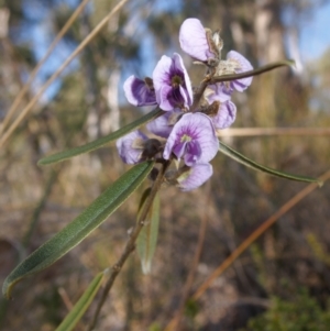 Hovea heterophylla at Aranda, ACT - 11 Aug 2024